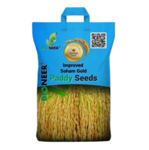 Soham Gold Paddy Seeds
